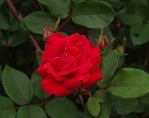 Photo of Rose (Rosa 'Double Knock Out') uploaded by plantrob