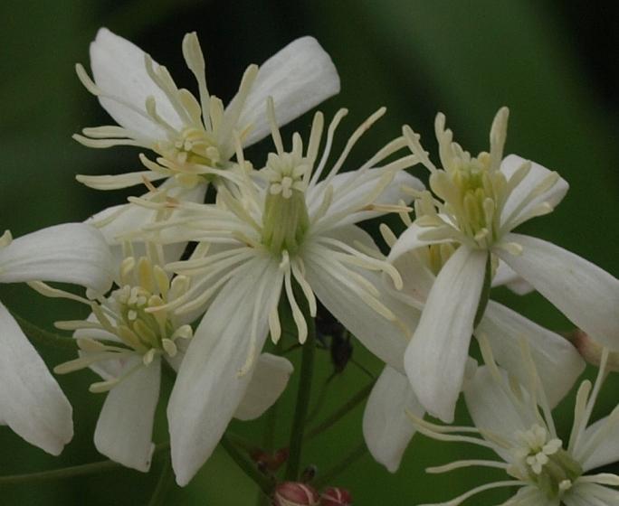 Photo of Clematis (Clematis recta 'Purpurea') uploaded by plantrob