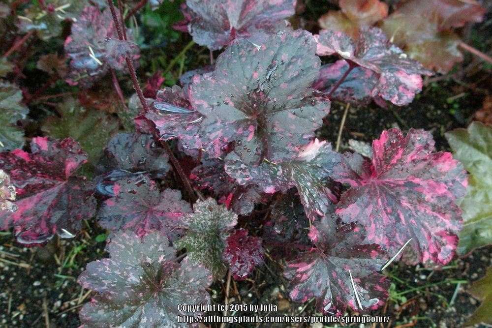 Photo of Coral Bells (Heuchera 'Midnight Rose') uploaded by springcolor