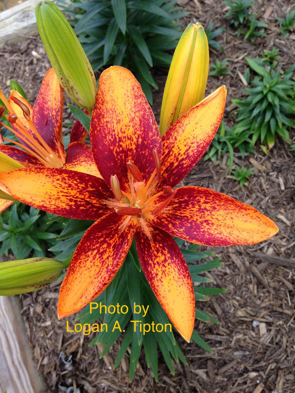 Photo of Lily (Lilium 'Tiny Sensation') uploaded by tiptonla
