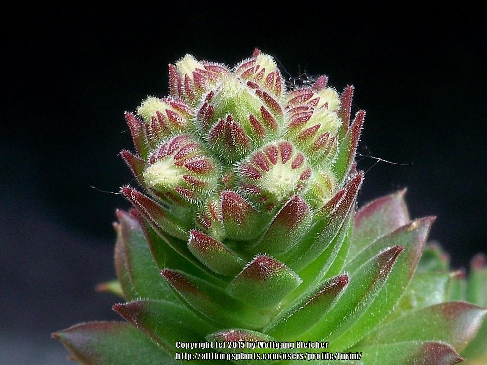 Photo of Hen and Chicks (Sempervivum 'Zimstern') uploaded by turini