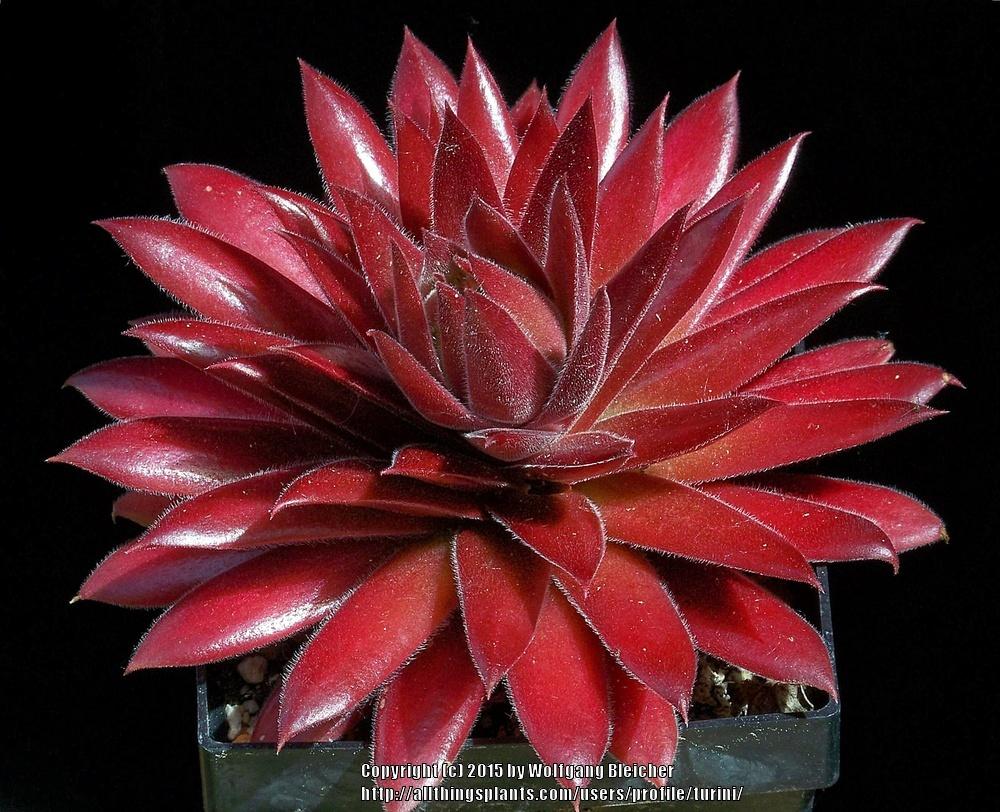 Photo of Hen and Chicks (Sempervivum 'Pacific Blazing Star') uploaded by turini