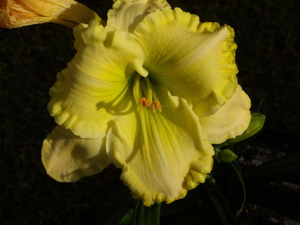 Photo of Daylily (Hemerocallis 'Jolly Good Yellow') uploaded by Betja