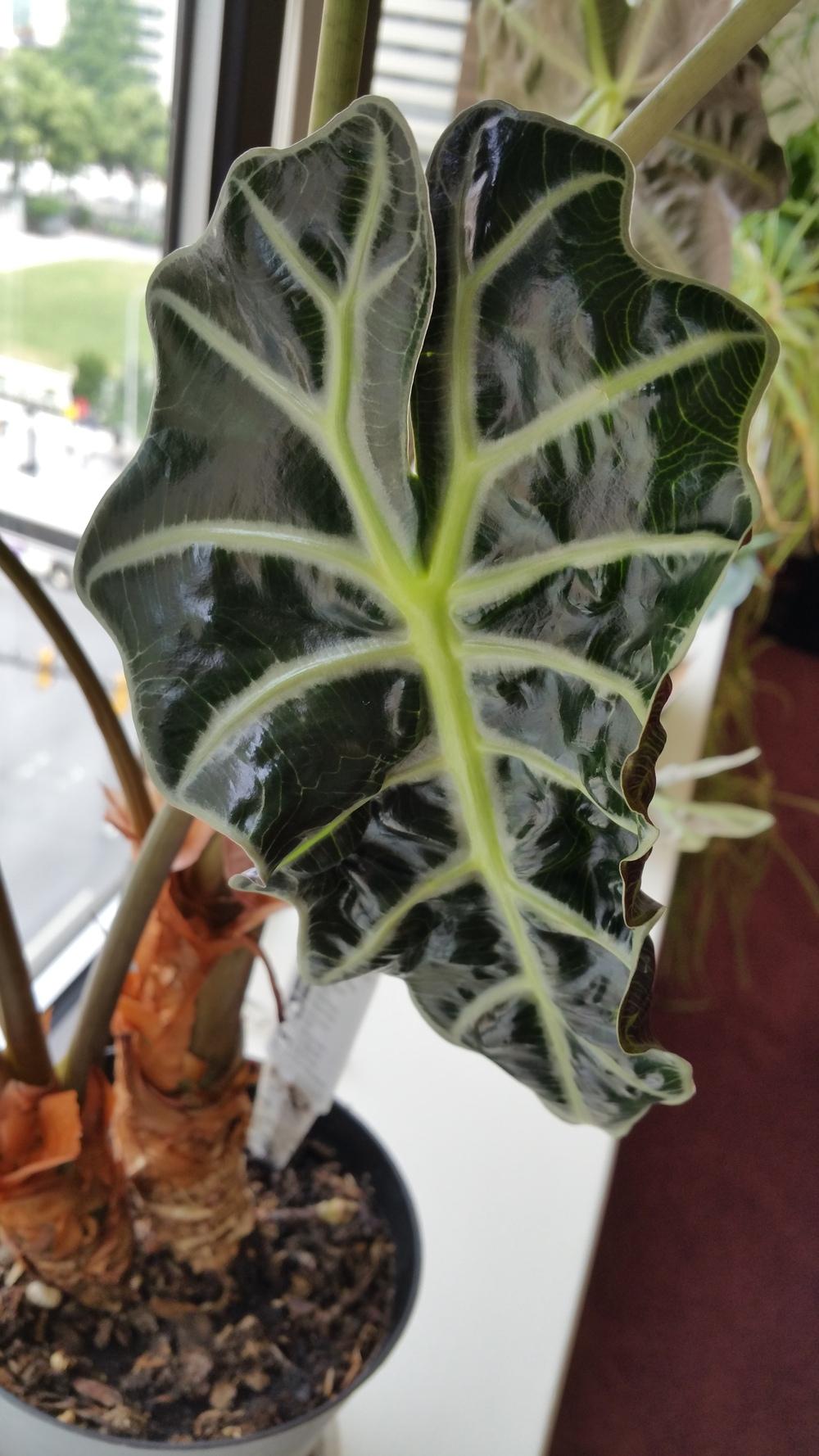 Photo of African Mask (Alocasia 'Polly') uploaded by Gerris2