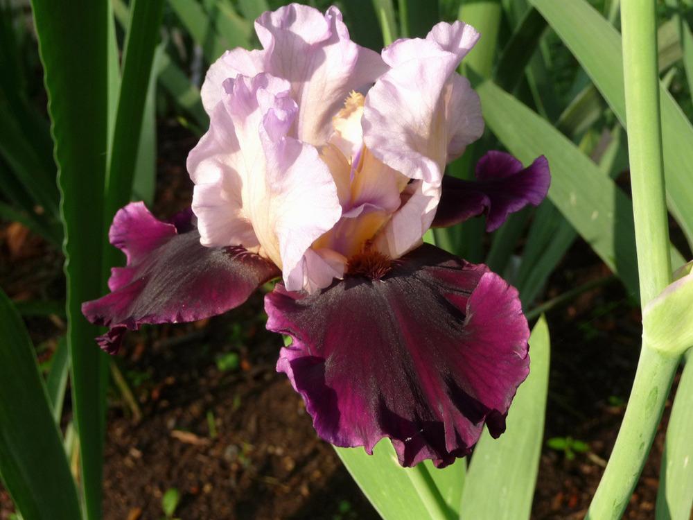 Photo of Tall Bearded Iris (Iris 'Brazilian Holiday') uploaded by Lestv
