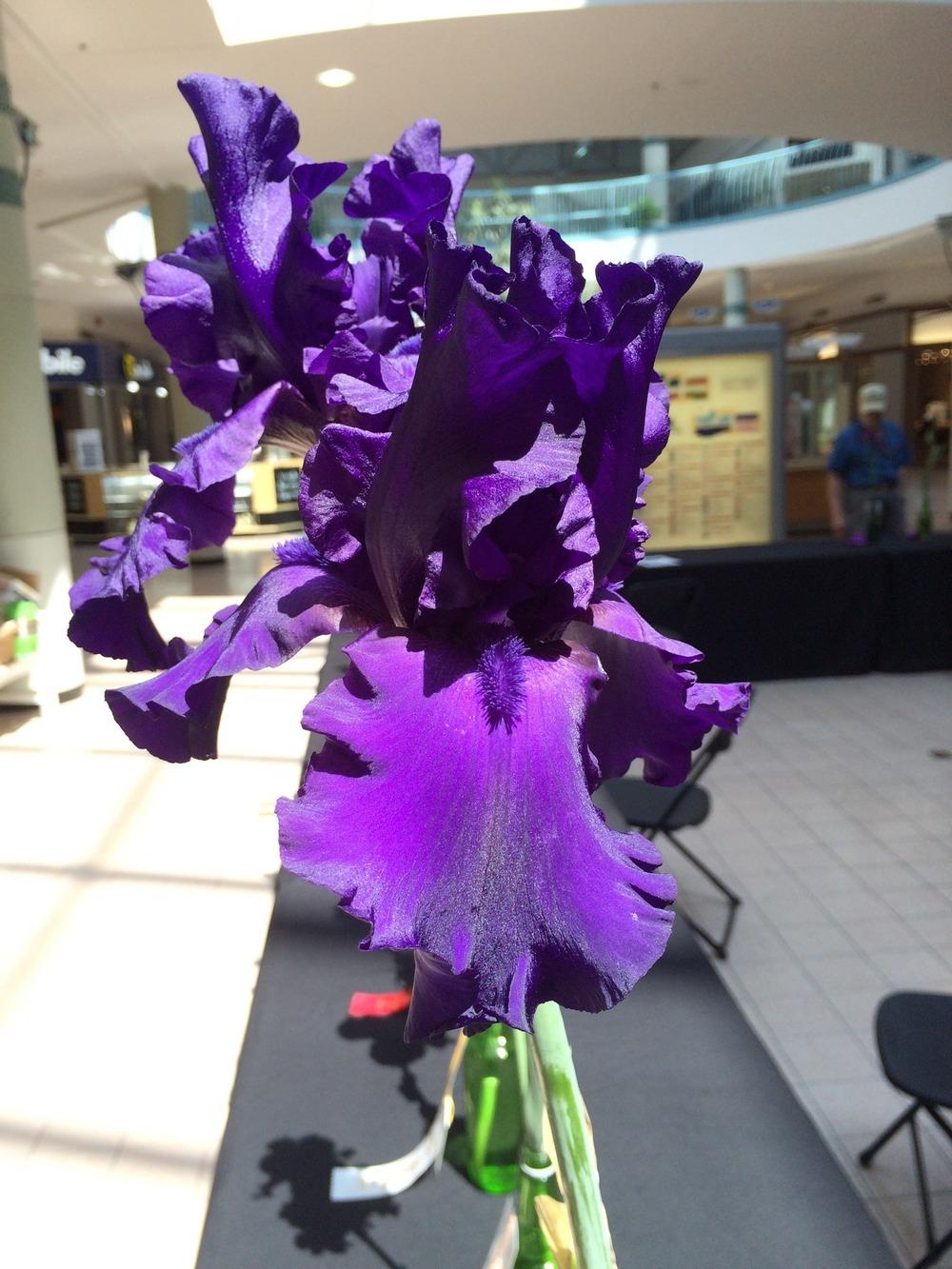 Photo of Tall Bearded Iris (Iris 'Dusky Challenger') uploaded by Misawa77