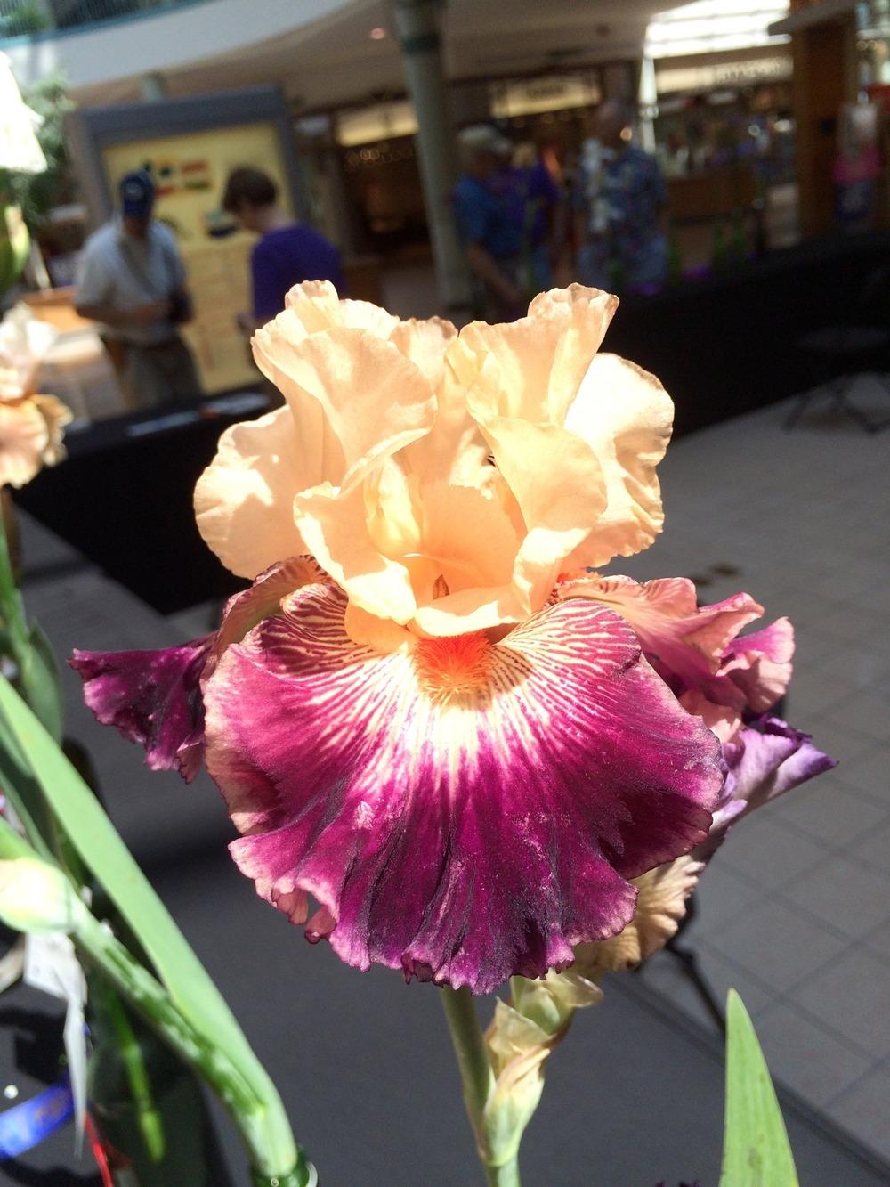 Photo of Tall Bearded Iris (Iris 'Jazz Era') uploaded by Misawa77