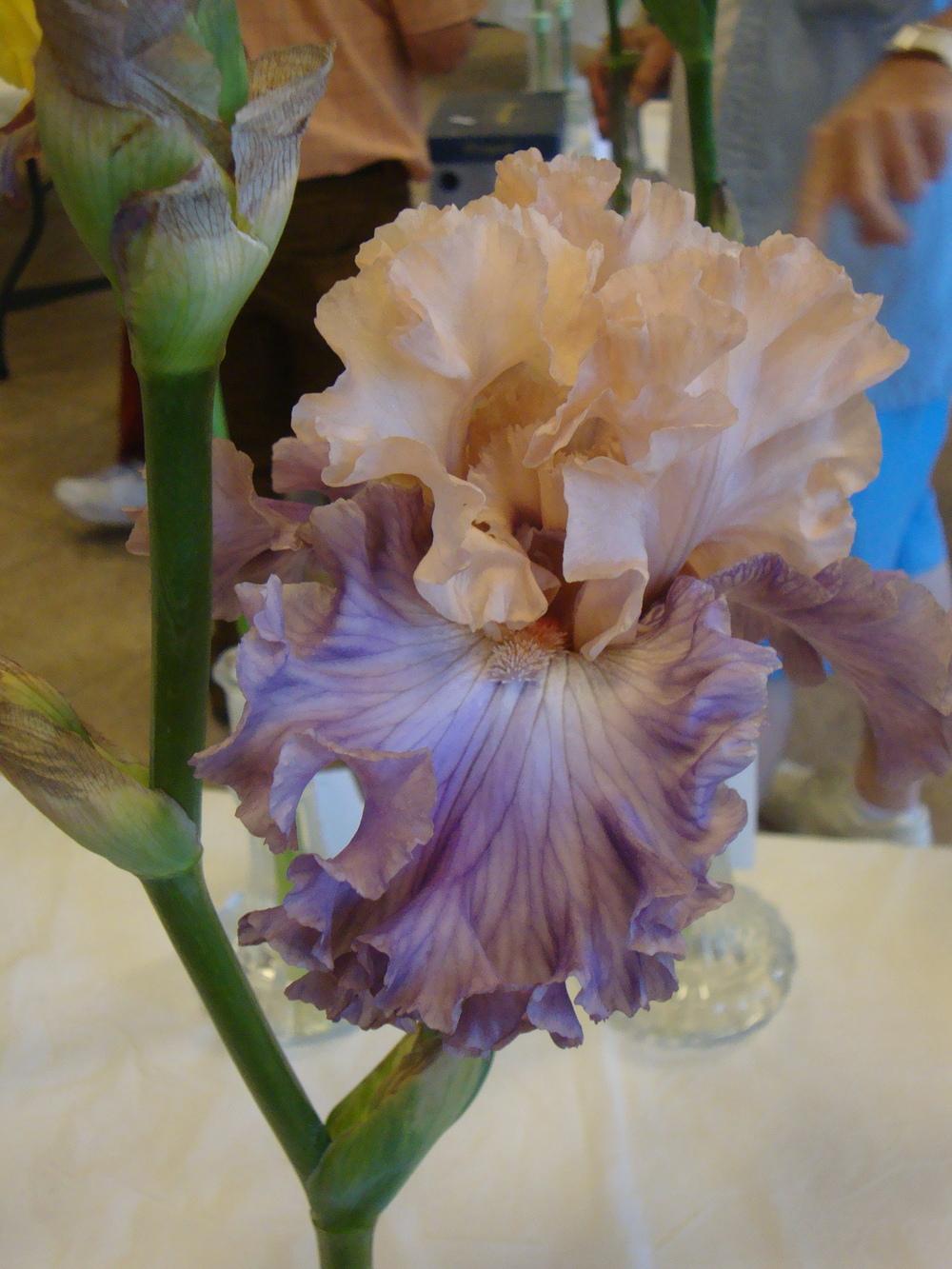Photo of Tall Bearded Iris (Iris 'Arrivederci') uploaded by Paul2032
