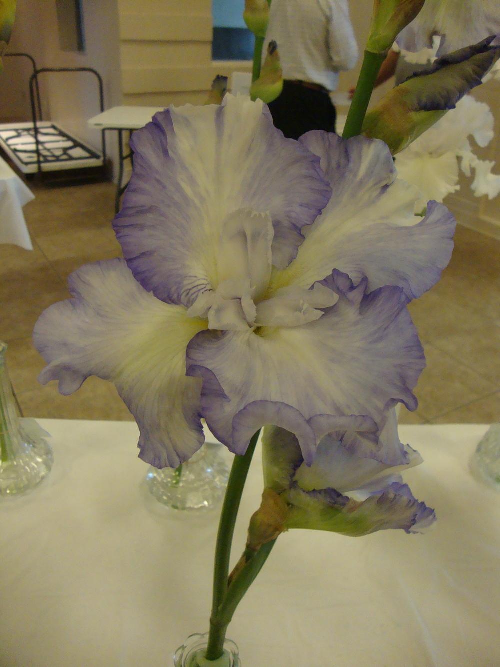 Photo of Tall Bearded Iris (Iris 'Fluffy Pillows') uploaded by Paul2032