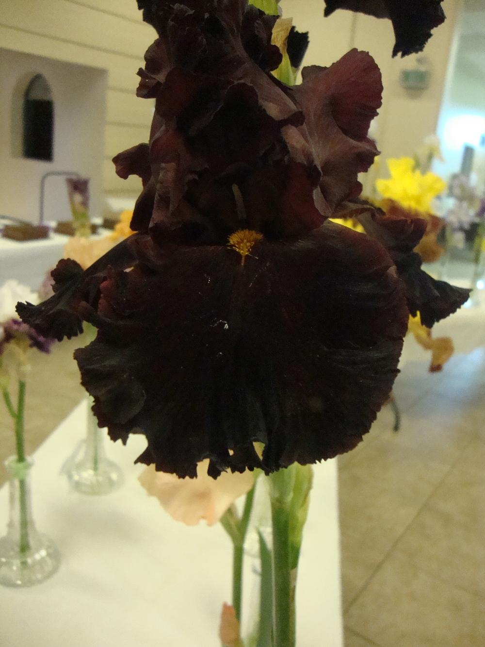 Photo of Tall Bearded Iris (Iris 'Iconic') uploaded by Paul2032