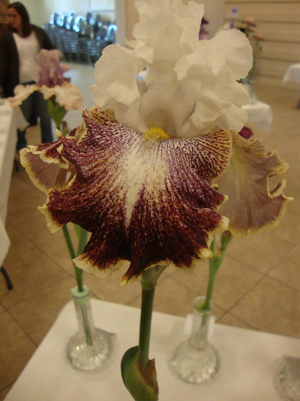 Photo of Tall Bearded Iris (Iris 'Looky Loo') uploaded by Paul2032