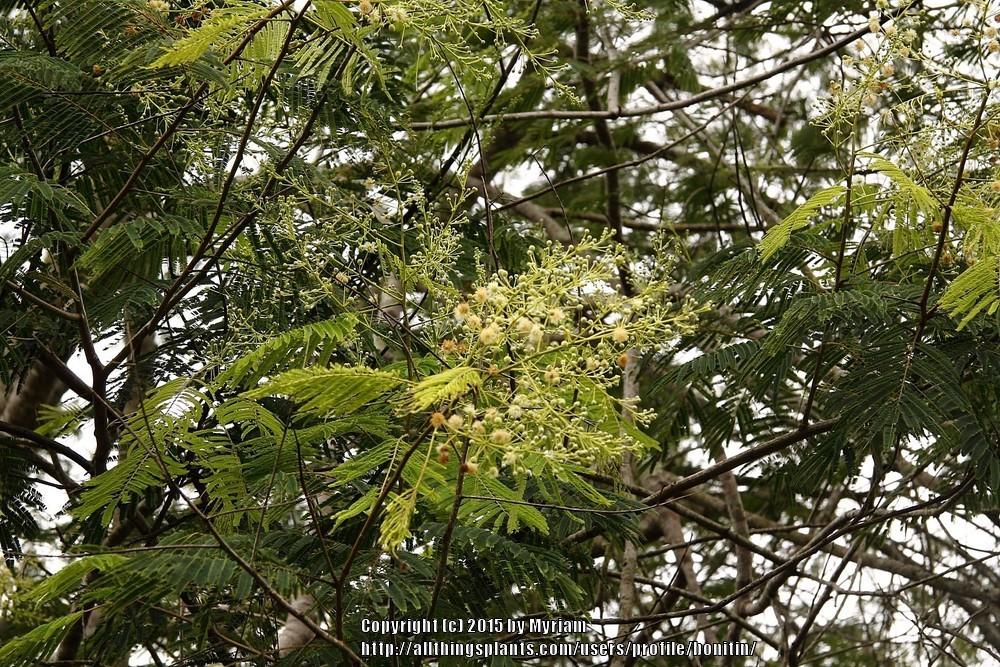 Photo of Lead Tree (Leucaena leucocephala) uploaded by bonitin