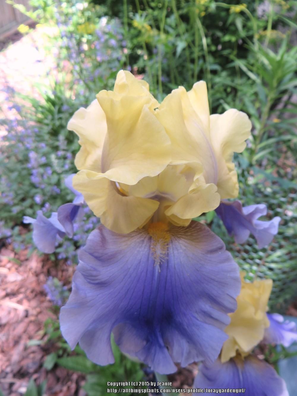 Photo of Tall Bearded Iris (Iris 'Edith Wolford') uploaded by foraygardengirl