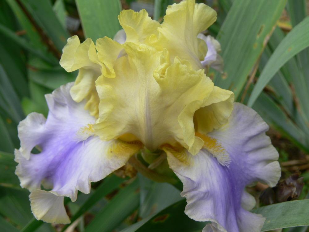 Photo of Tall Bearded Iris (Iris 'Bollywood') uploaded by janwax