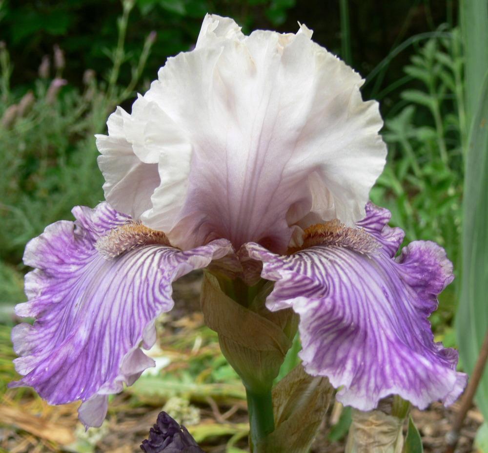 Photo of Tall Bearded Iris (Iris 'Reckless in Denim') uploaded by janwax