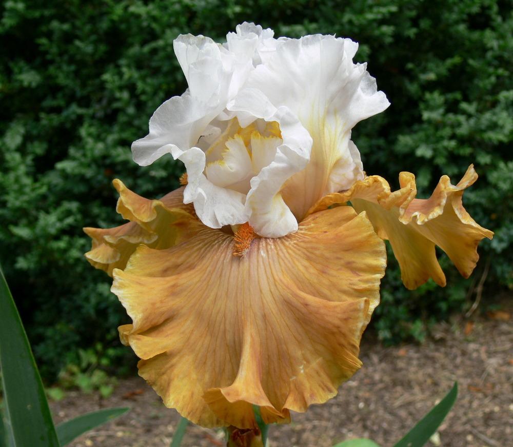 Photo of Tall Bearded Iris (Iris 'Ginger Ice') uploaded by janwax