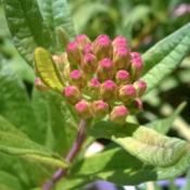 close up of my first butterfly weed buds 