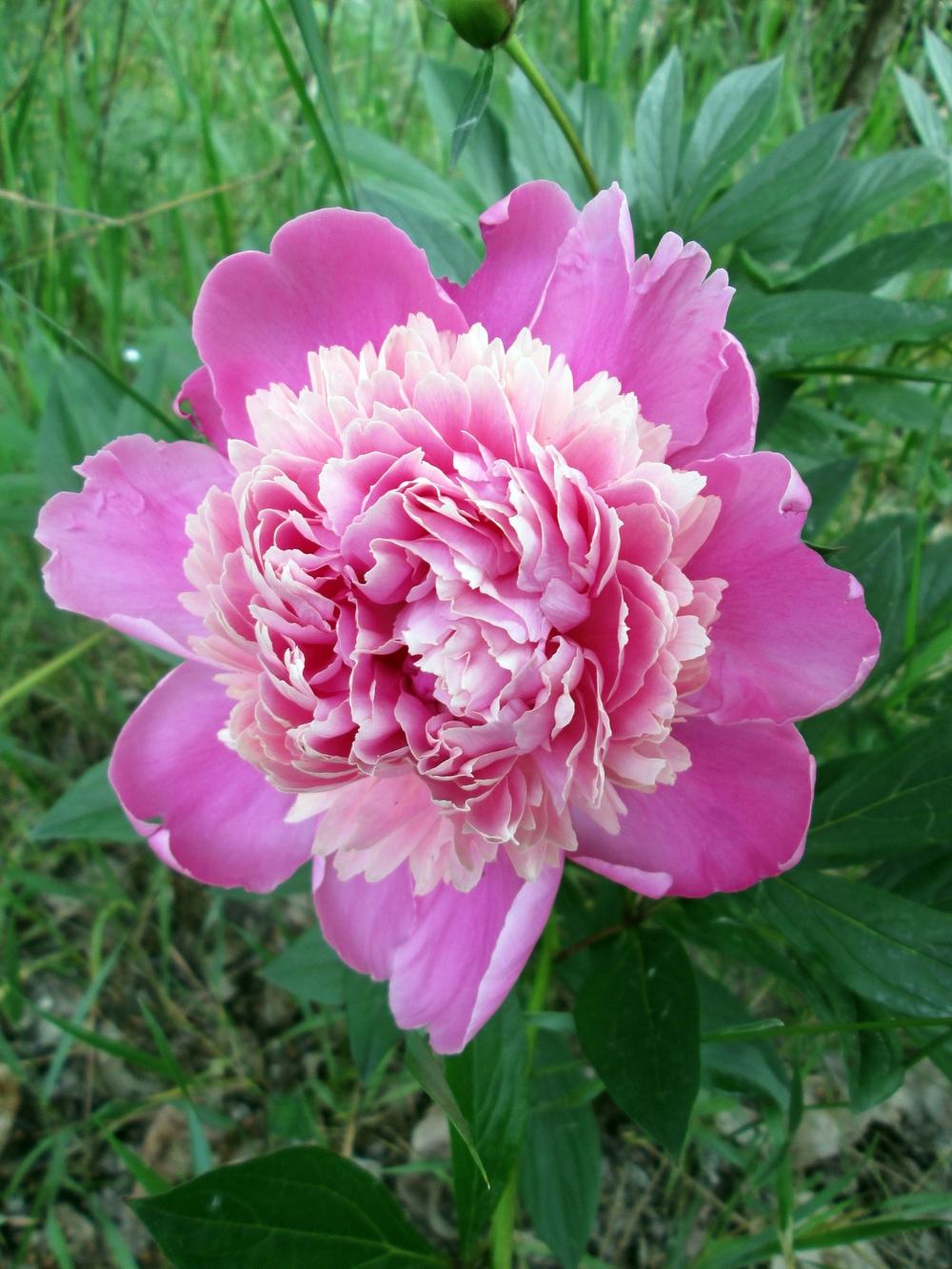 Photo of Peonies (Paeonia) uploaded by lauribob