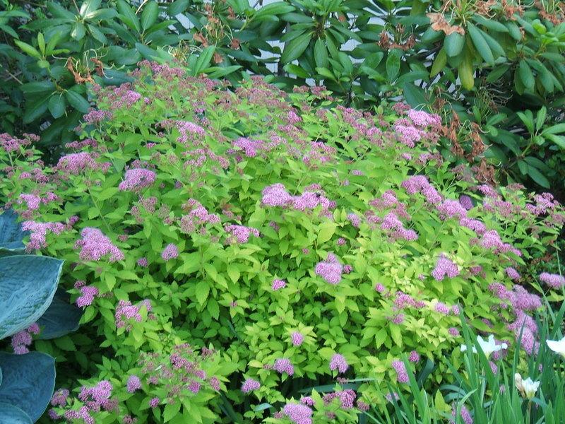 Photo of Japanese Spirea (Spiraea japonica 'Goldflame') uploaded by pirl