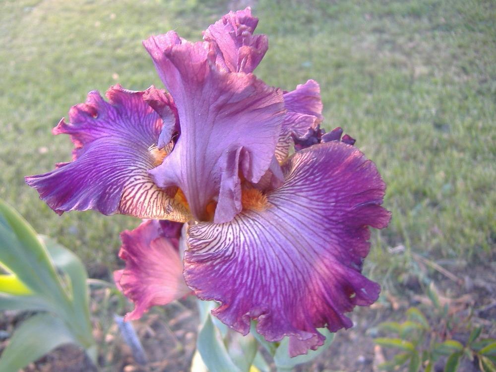 Photo of Tall Bearded Iris (Iris 'Art School') uploaded by tveguy3