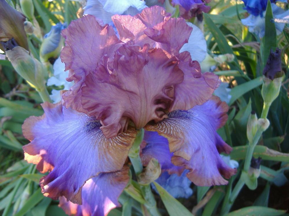 Photo of Tall Bearded Iris (Iris 'Strut Your Stuff') uploaded by tveguy3