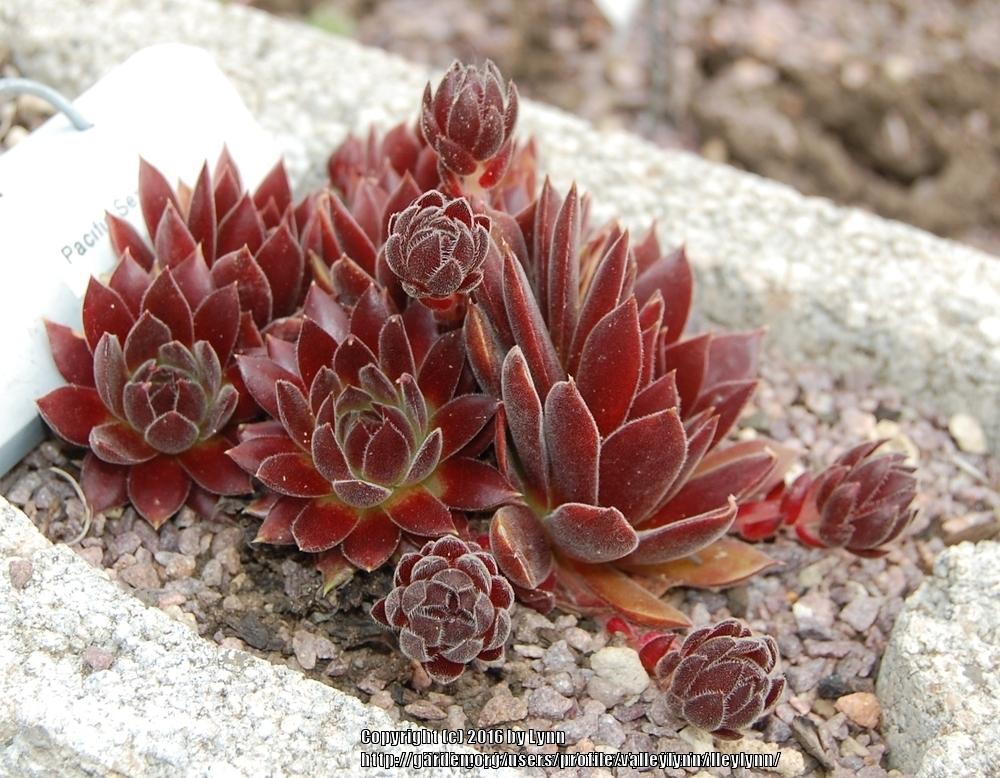 Photo of Hen and Chicks (Sempervivum 'Pacific Sexy') uploaded by valleylynn