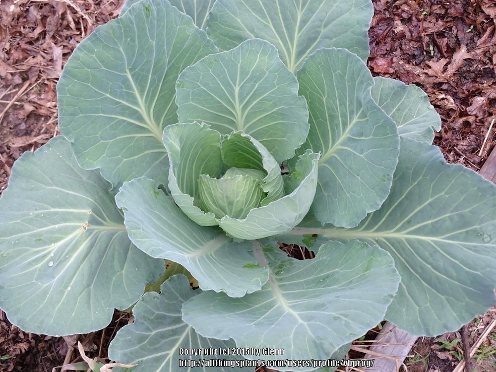 Photo of Cabbage (Brassica oleracea var. capitata 'Late Flat Dutch') uploaded by vbprog