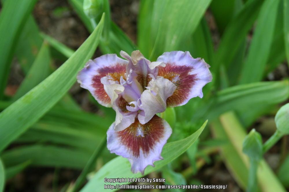Photo of Standard Dwarf Bearded Iris (Iris 'Capiche') uploaded by 4susiesjoy