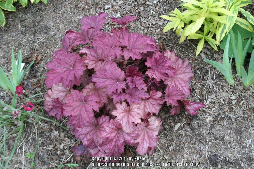 Photo of Coral Bells (Heuchera 'Berry Smoothie') uploaded by 4susiesjoy