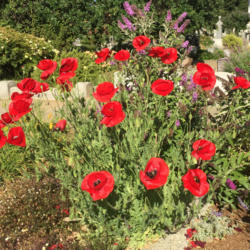 Location: Hamilton Square Perennial Garden, Historic City Cemetery, Sacramento CA.
Date: 2015-06-01
Zone 9b. These will grow to five inches tall with a single flower