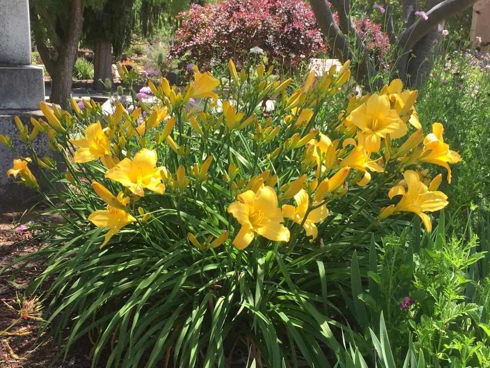 Photo of Daylilies (Hemerocallis) uploaded by HamiltonSquare