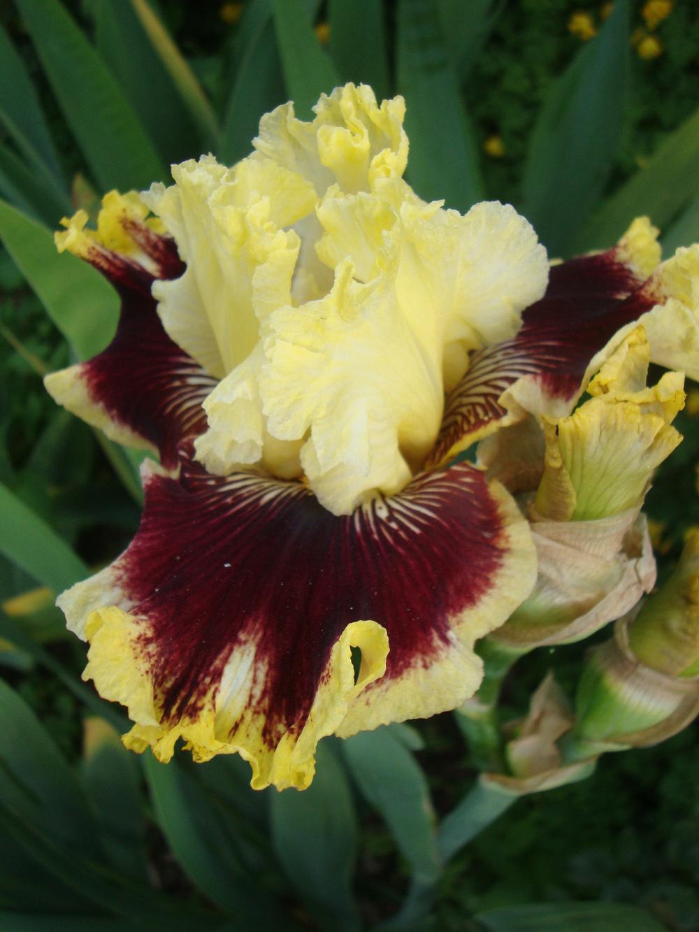 Photo of Tall Bearded Iris (Iris 'Rogue Trader') uploaded by Paul2032