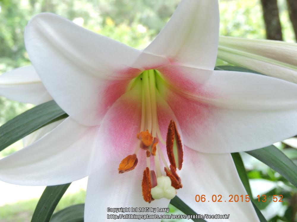 Photo of Lily (Lilium Triumphator) uploaded by Seedfork