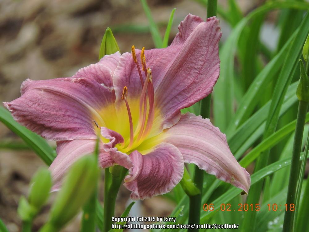 Photo of Daylily (Hemerocallis 'Prairie Blue Eyes') uploaded by Seedfork