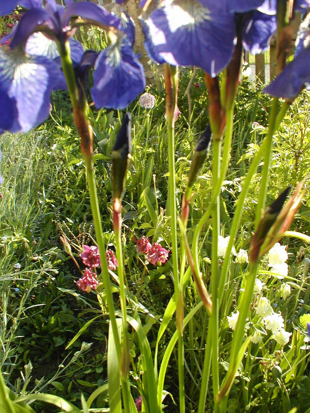 Photo of Dutch Iris (Iris x hollandica) uploaded by admin