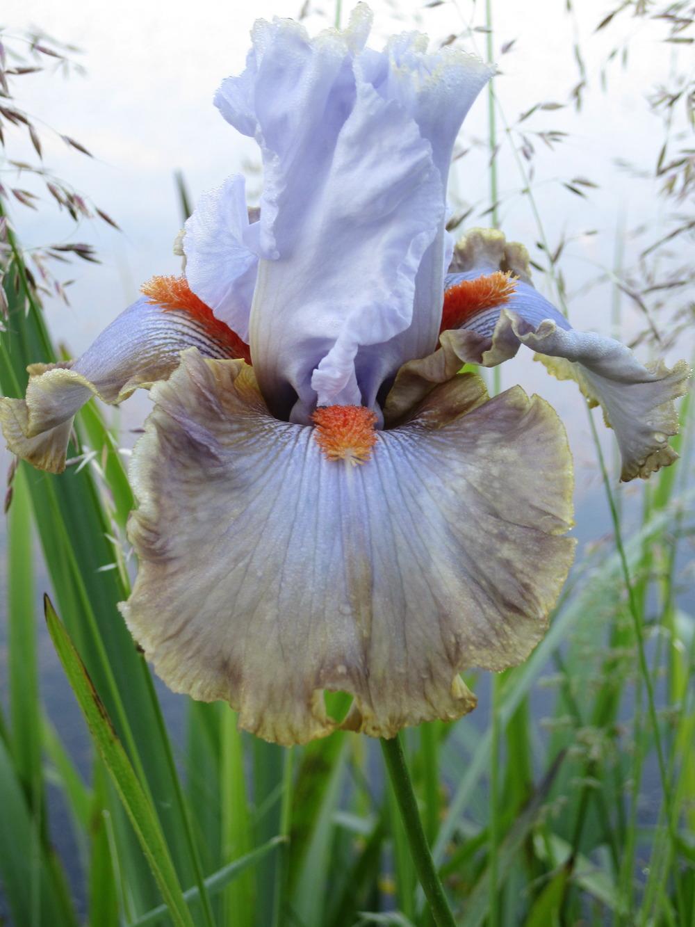 Photo of Tall Bearded Iris (Iris 'Snaparazzi') uploaded by barashka