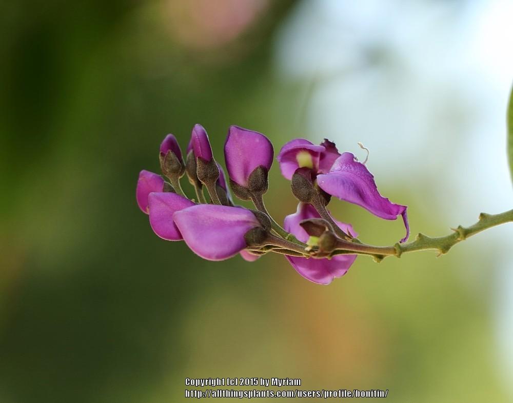 Photo of Securidaca lanceolata uploaded by bonitin