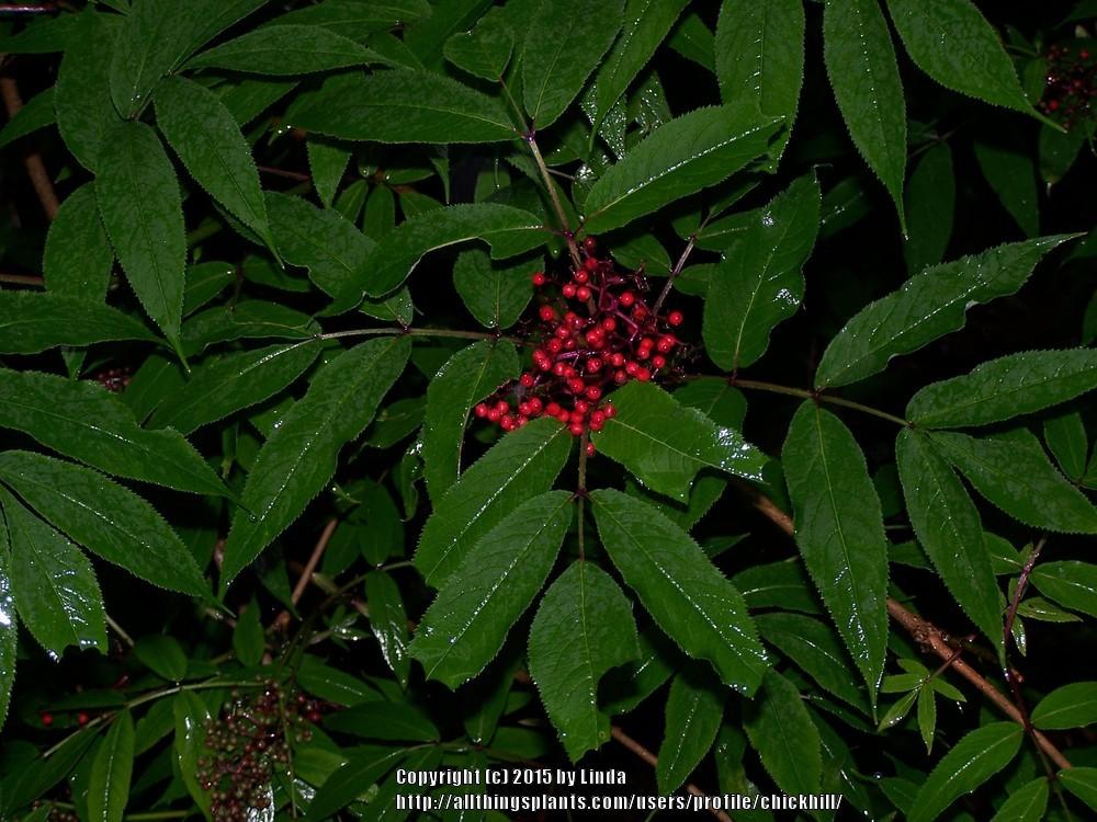 Photo of Red Elderberry (Sambucus racemosa) uploaded by chickhill