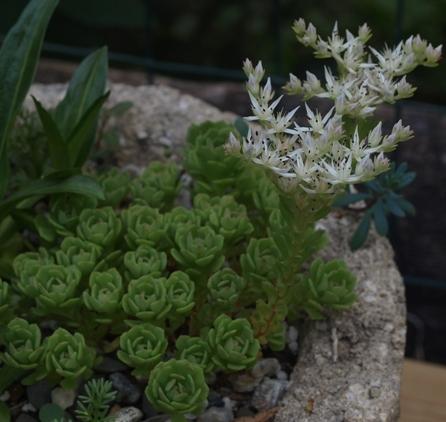 Photo of Cliff Stonecrop (Sedum glaucophyllum) uploaded by plantrob