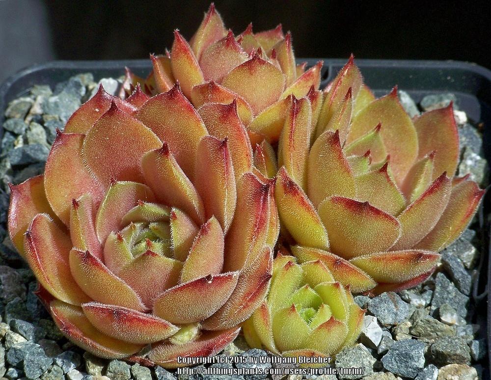Photo of Hen and Chicks (Sempervivum 'Dune') uploaded by turini