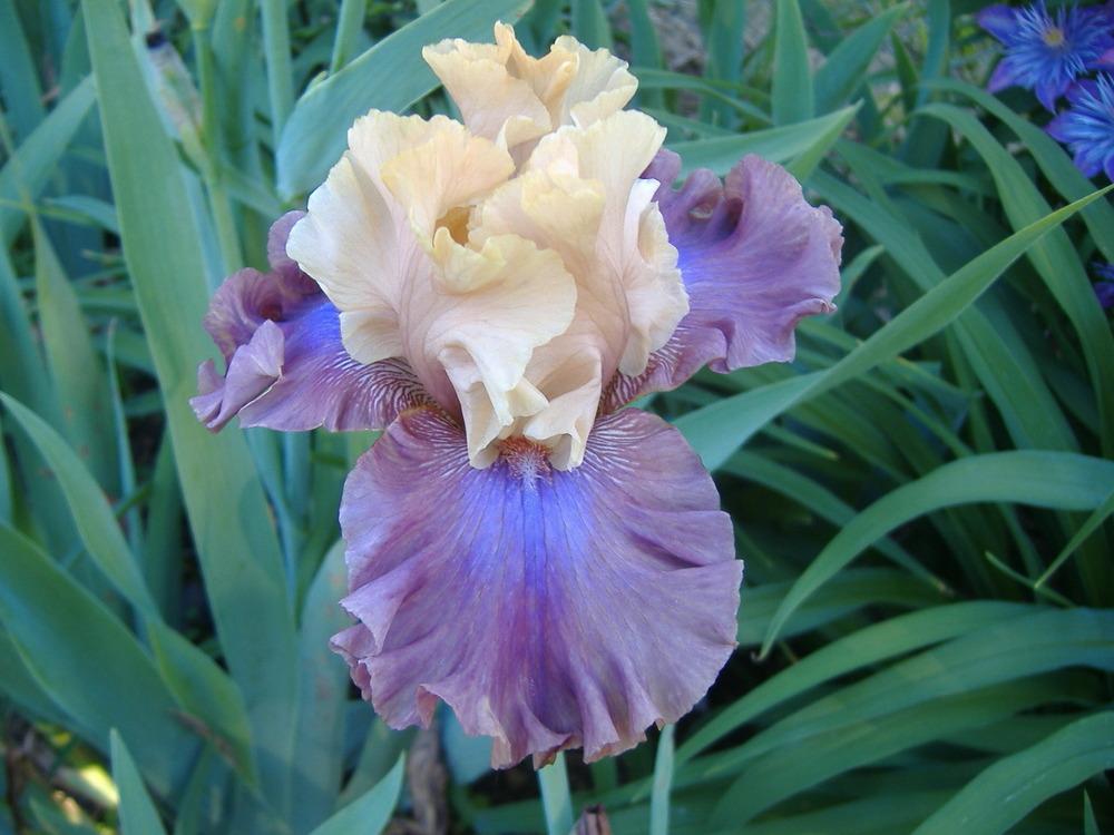 Photo of Tall Bearded Iris (Iris 'Show Your Colours') uploaded by tveguy3