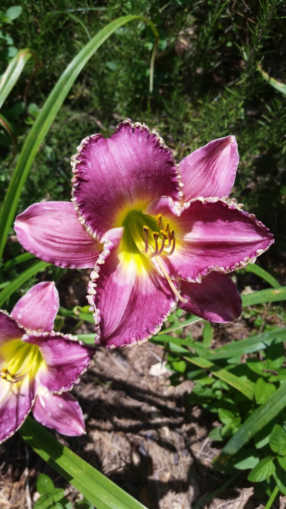 Photo of Daylily (Hemerocallis 'As Time Goes By') uploaded by value4dollars