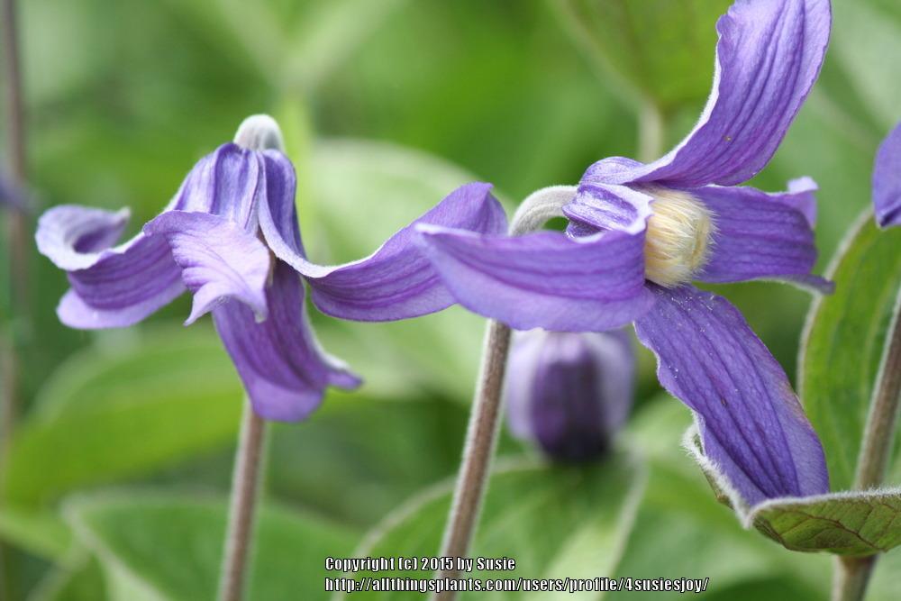 Photo of Clematis (Clematis integrifolia) uploaded by 4susiesjoy