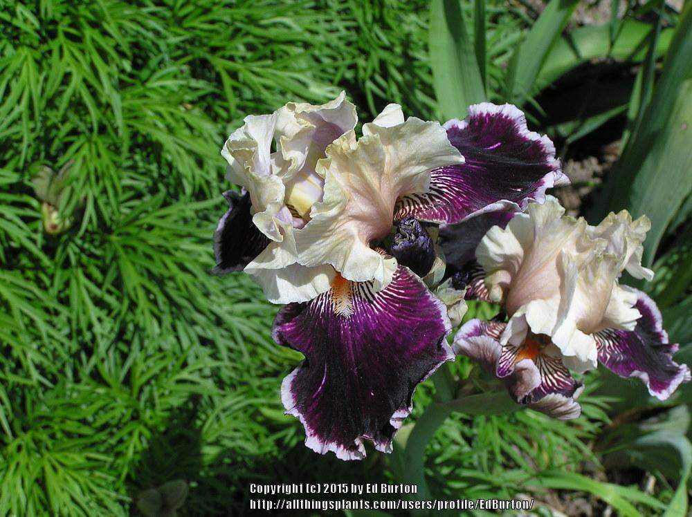 Photo of Tall Bearded Iris (Iris 'Liaison') uploaded by EdBurton