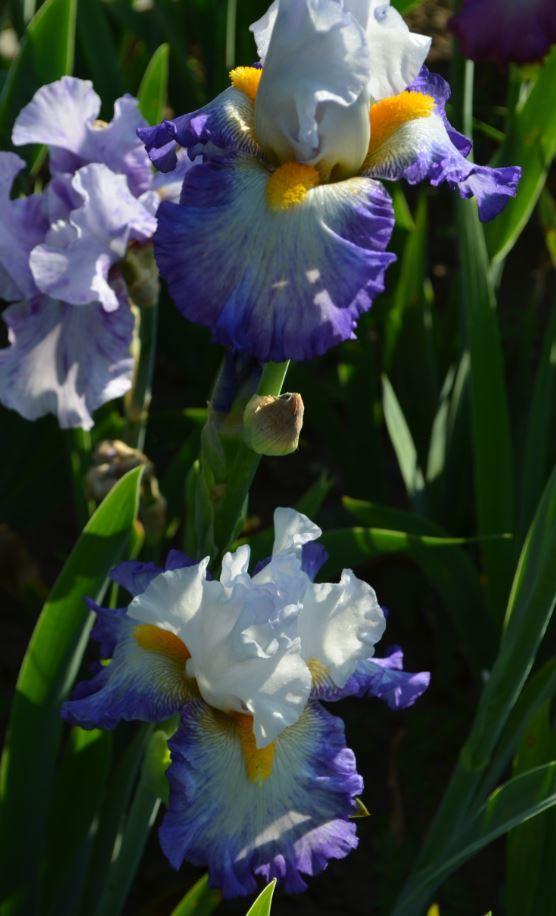 Photo of Tall Bearded Iris (Iris 'Brilliant Idea') uploaded by ROSEYGIRL765