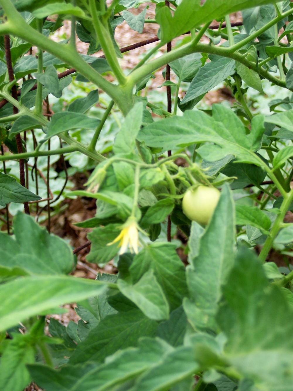 Photo of Tomato (Solanum lycopersicum 'Mountain Majesty') uploaded by farmerdill