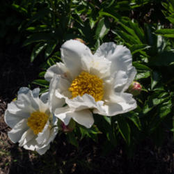 Location: Clinton, Michigan 49236
Date: 2015-06-03
"Paeonia lactiflora 'Krinkled White', 2015, [Peony] (3-SL-W), pay
