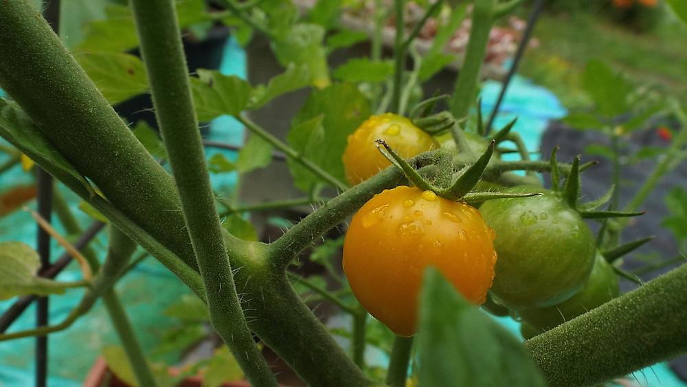 Photo of Tomato (Solanum lycopersicum 'Sungold') uploaded by poisondartfrog