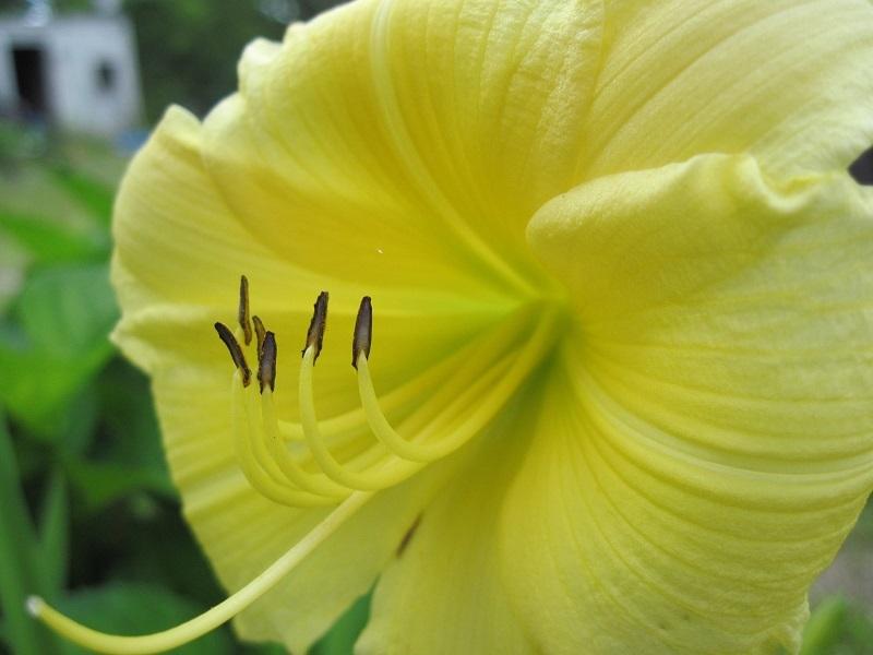 Photo of Daylilies (Hemerocallis) uploaded by robertduval14
