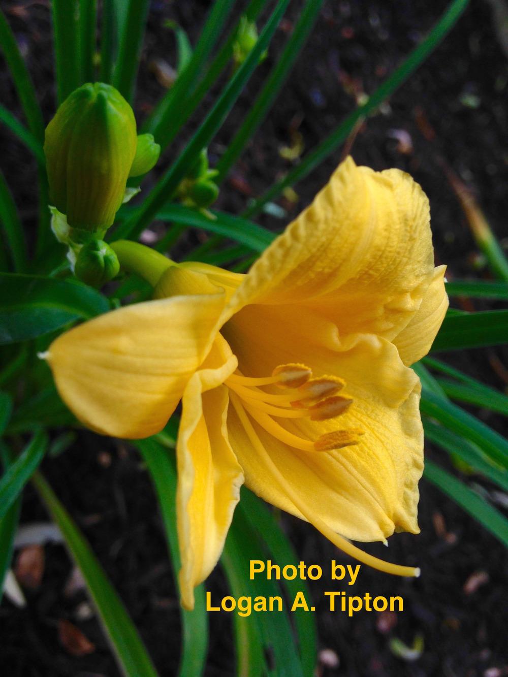 Photo of Daylily (Hemerocallis 'Stella de Oro') uploaded by tiptonla